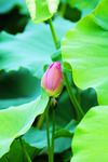 莲花