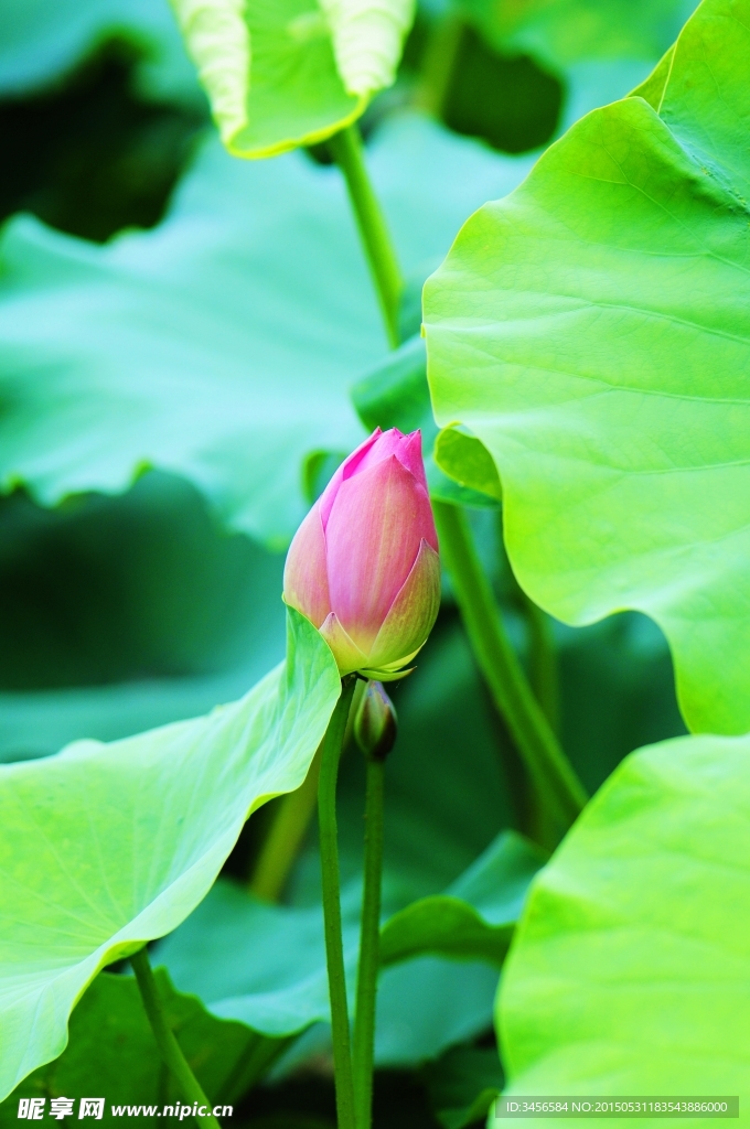 莲花