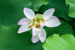 水珠莲花