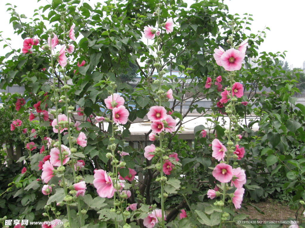 蜀葵