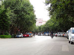 两旁栽梧桐的马路