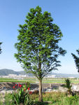绿树