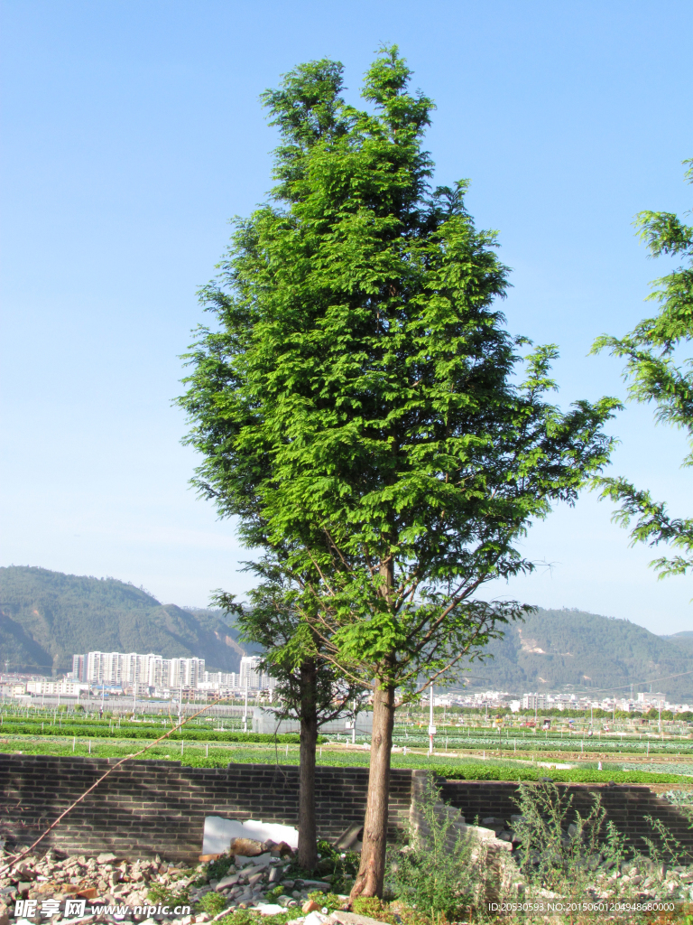 两棵绿树