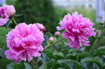 芍药