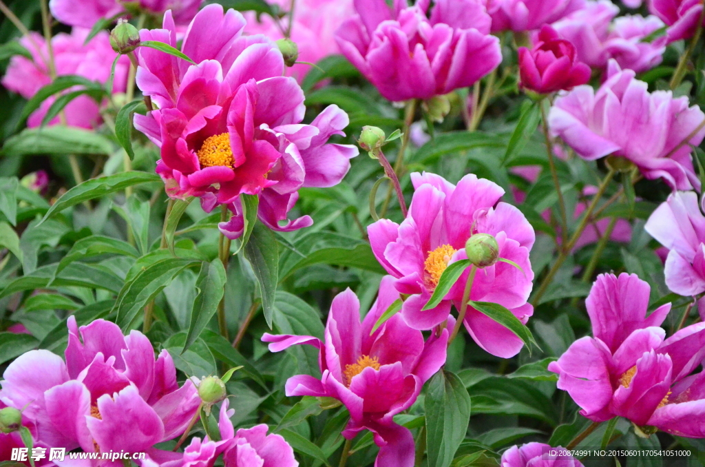 芍药