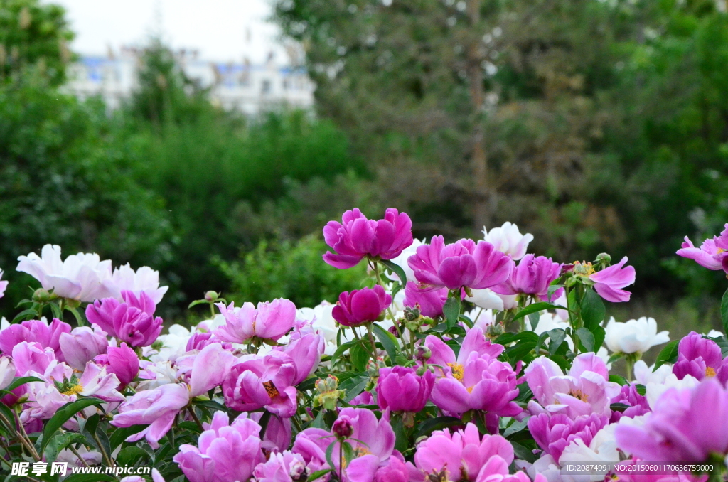 芍药