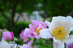 芍药