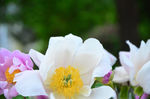 芍药