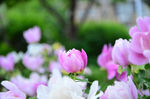 芍药