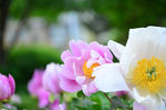 芍药