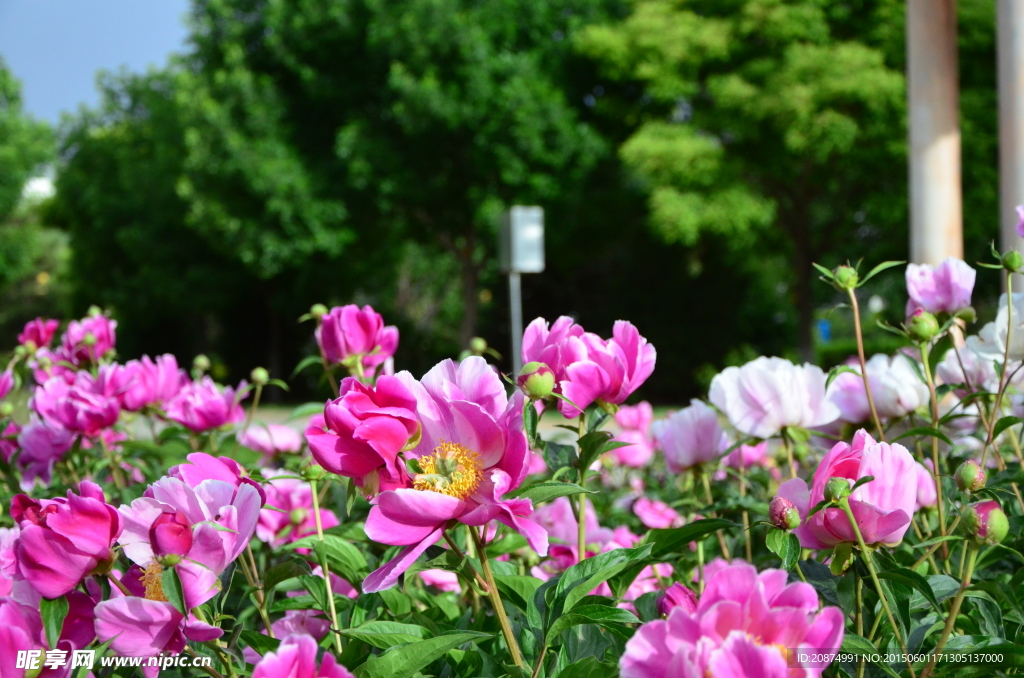 芍药