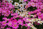 花丛