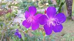 紫色花    小花