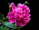 芍药花
