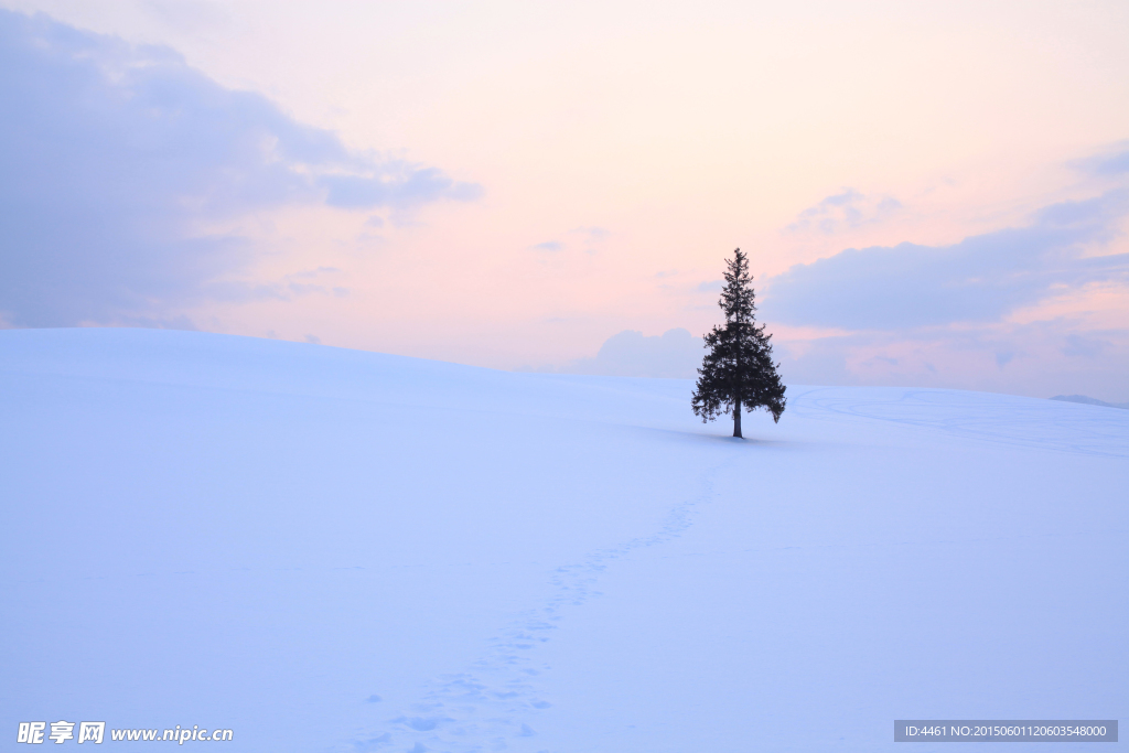 雪景-孤独的树