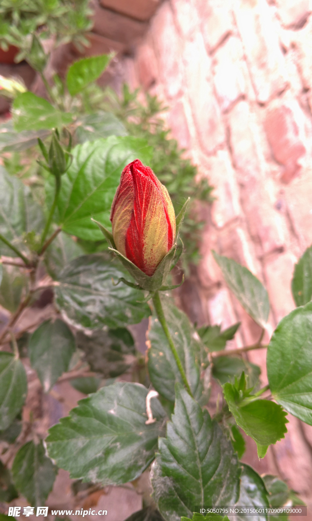 含苞待放红花