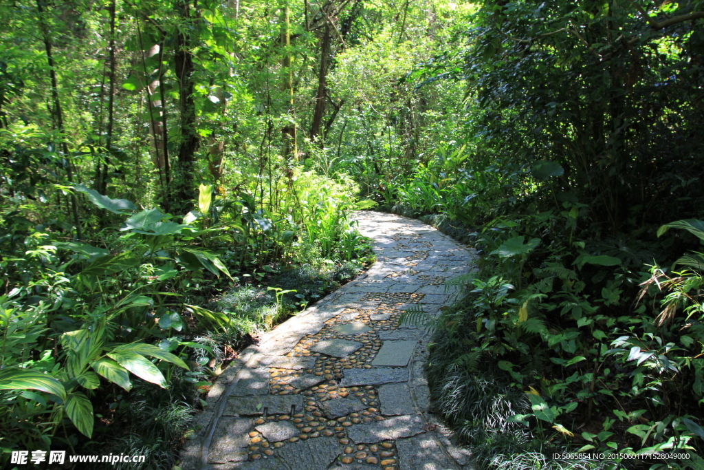 林间小路