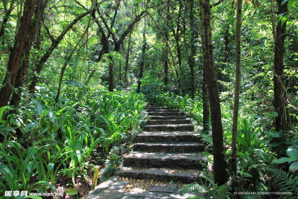 林间小路