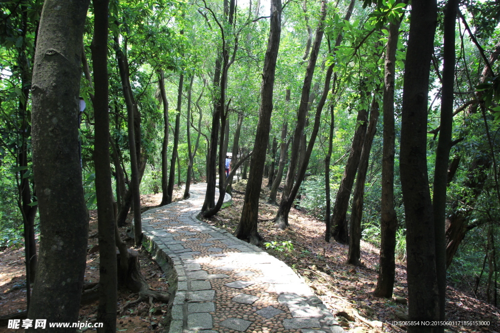 林间小路