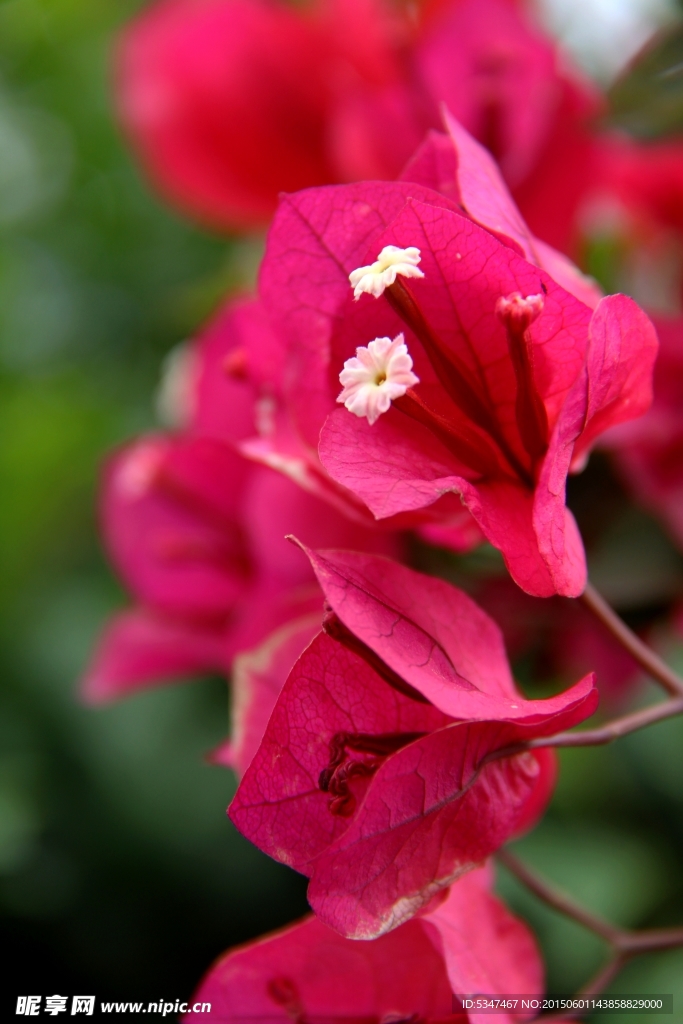 红色三角梅