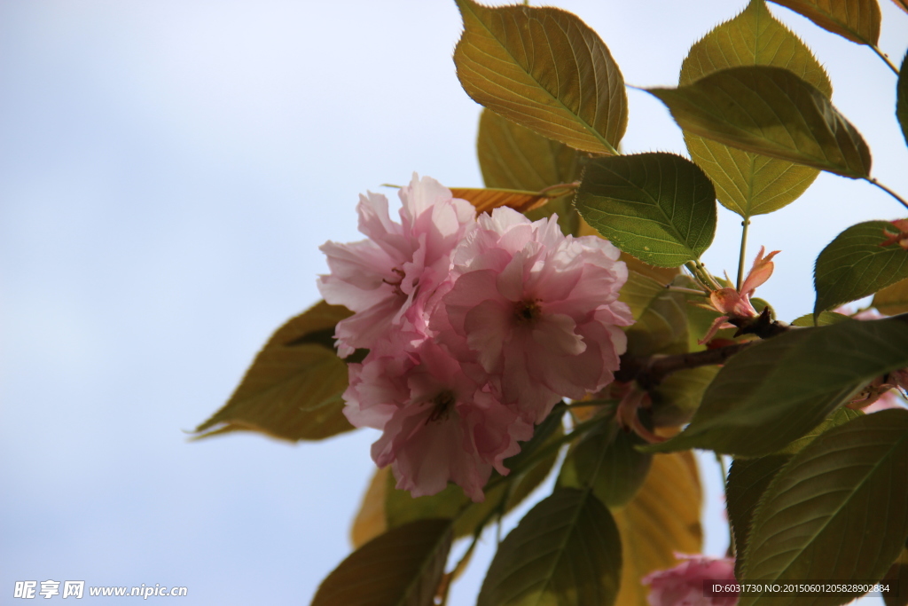 樱花