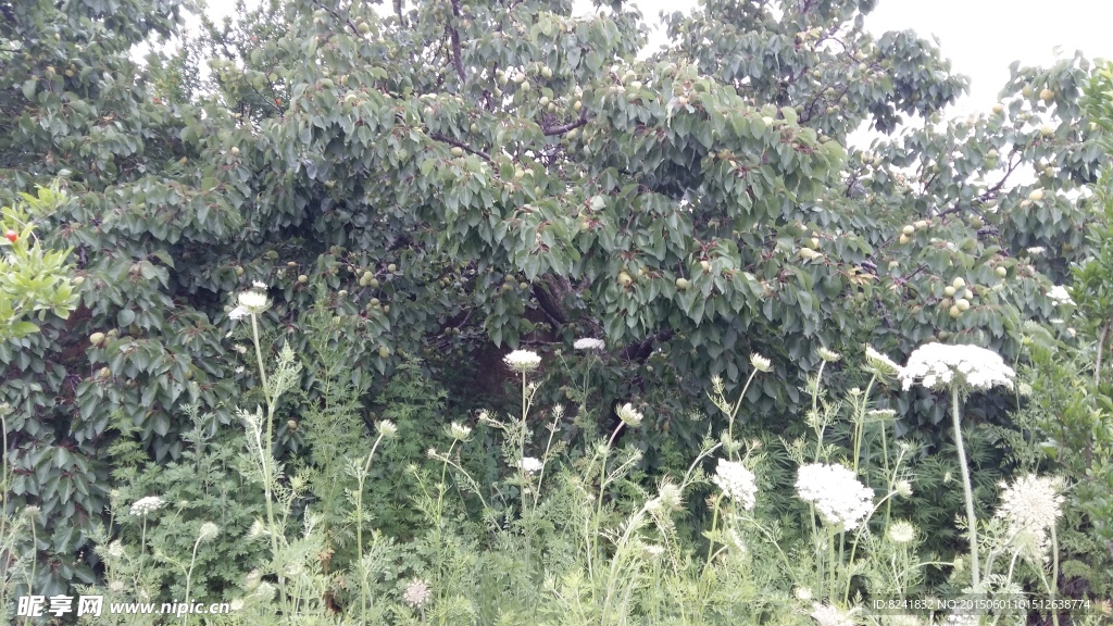 花草
