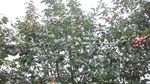 柿子树
