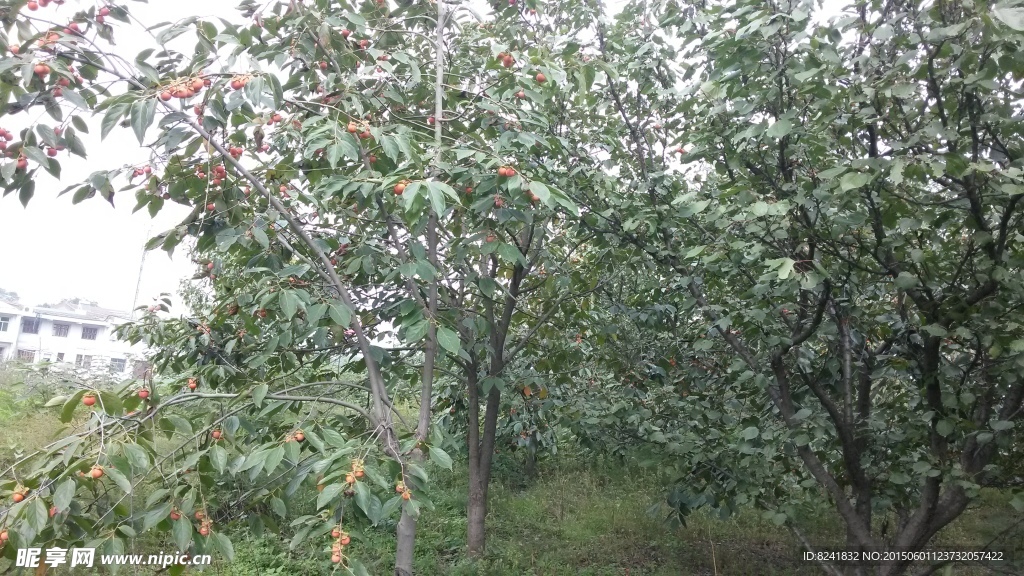 柿子树