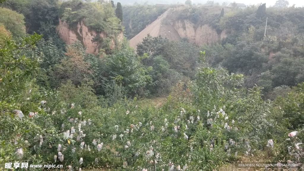 柿子树