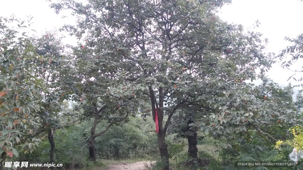 柿子树