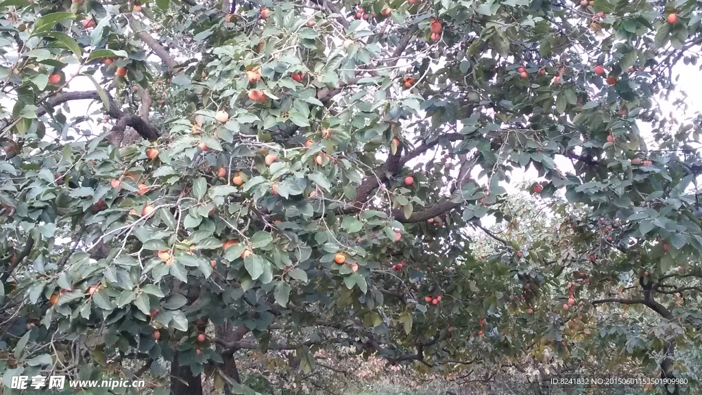 柿子树