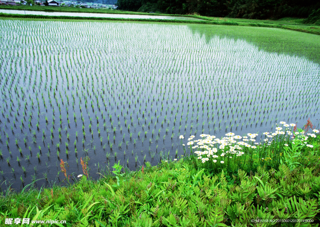 水稻田