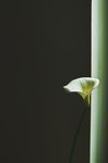 一朵小小的花