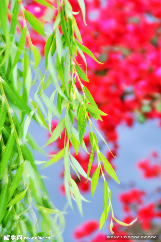 花红柳绿