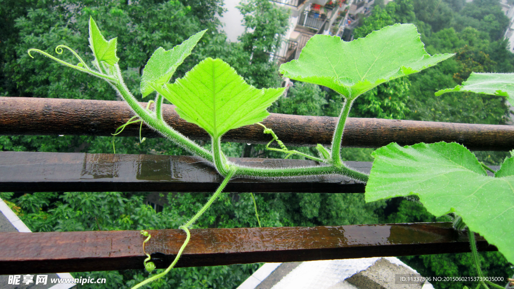 植物藤蔓
