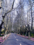 南京梧桐树街道