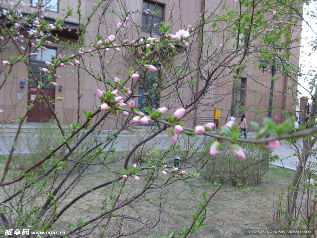 桃花