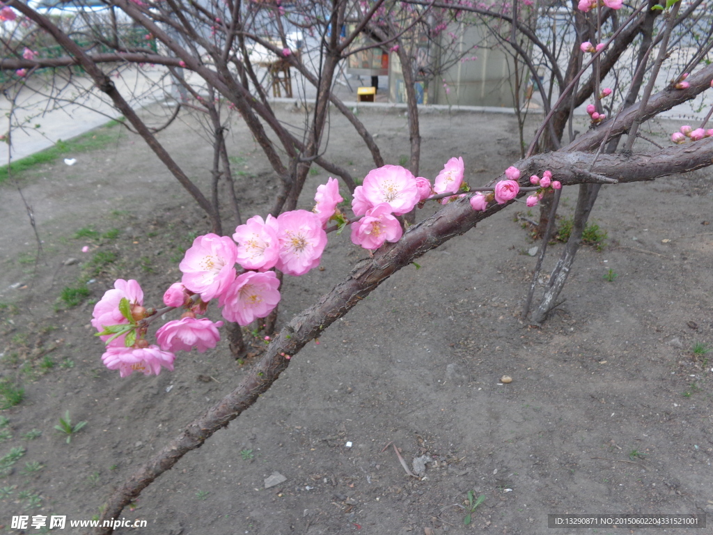 桃花