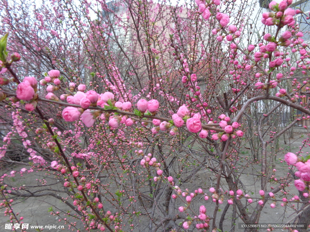 桃花