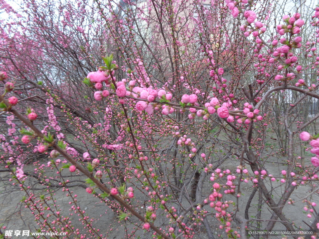 桃花