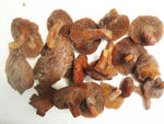 牛肝菌