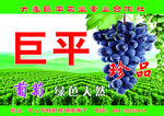 巨平葡萄包装帖