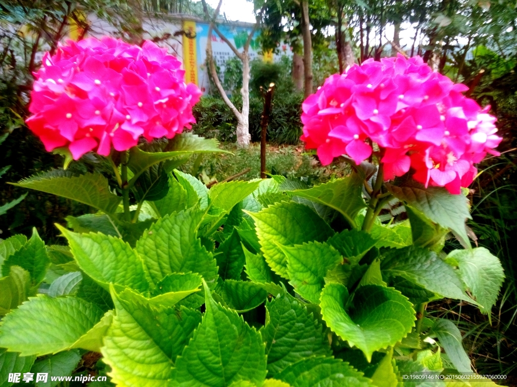 八仙花