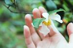 白色花