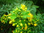 雨后的花