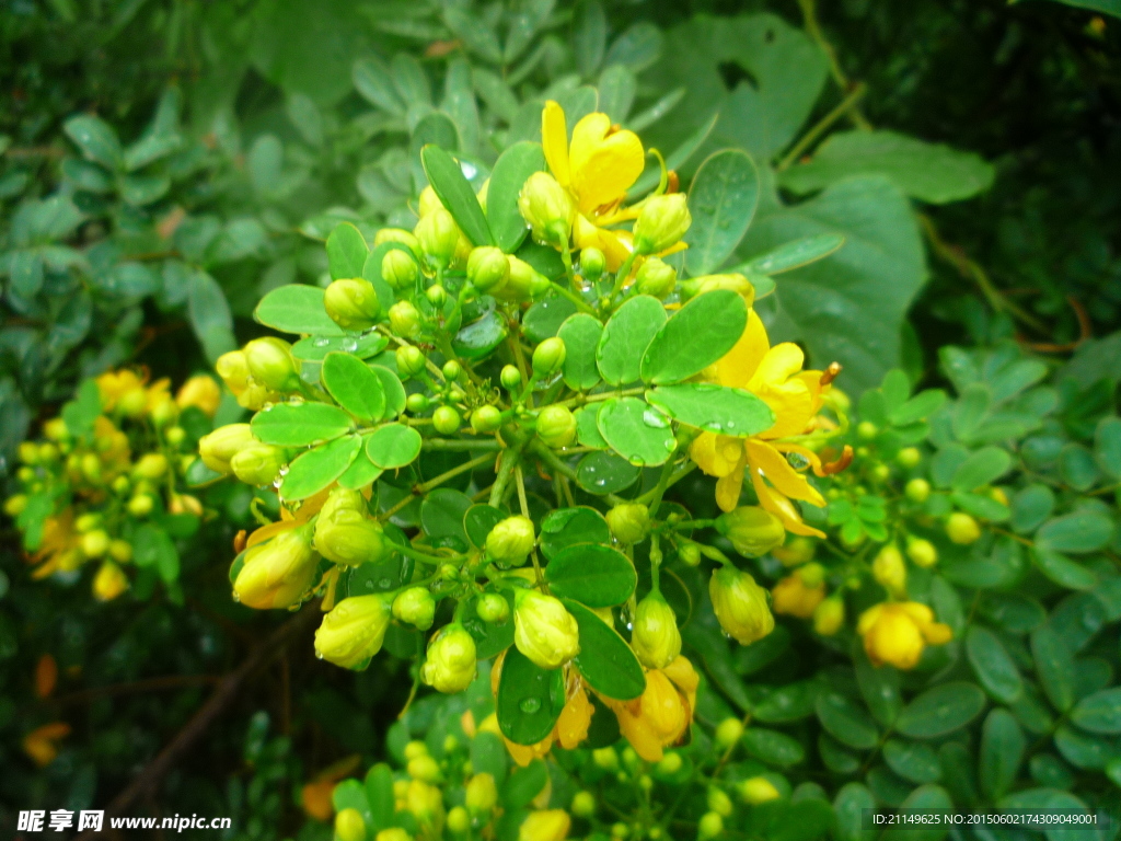 雨后的花