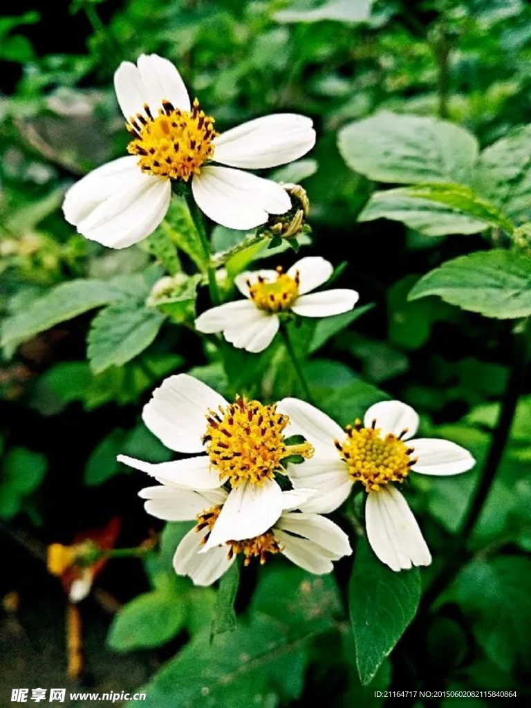 白花鬼针草