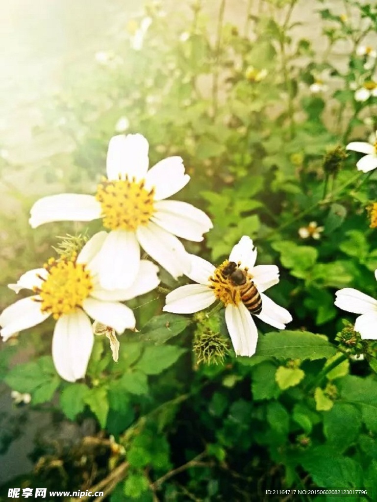 白花鬼针草