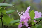杜鹃花
