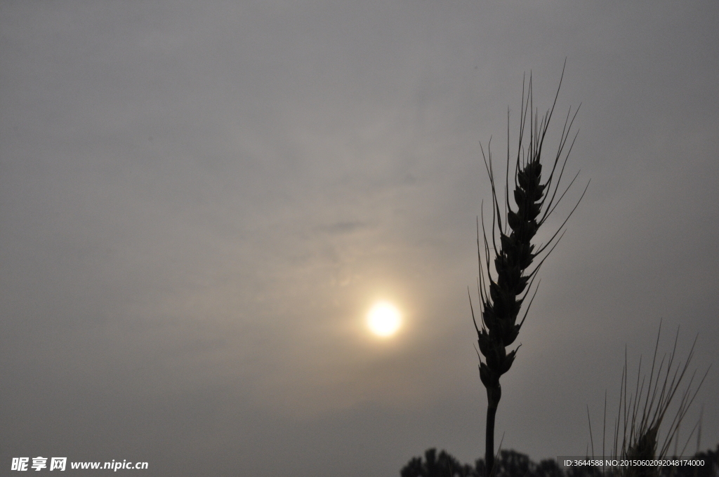 夕阳小麦